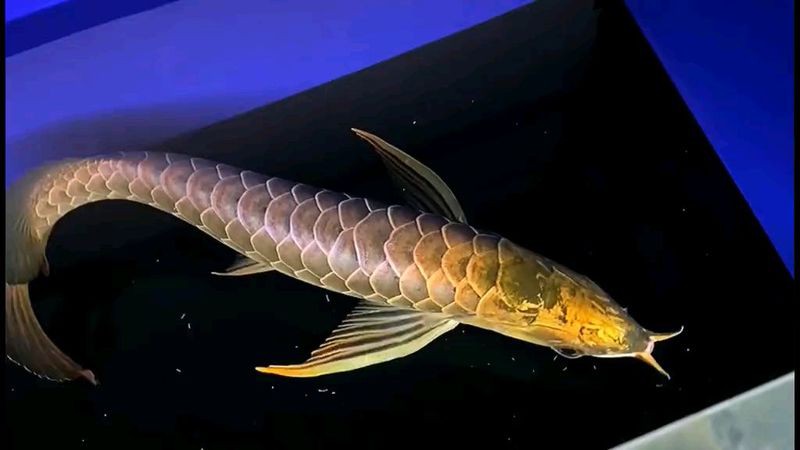 古典金龍七鰭多久能長出來？，古典金龍魚七鰭的生長時長問題