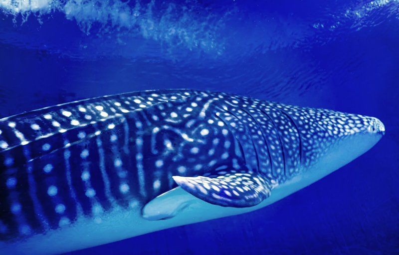 煙臺水族店，煙臺芝罘希波水族店