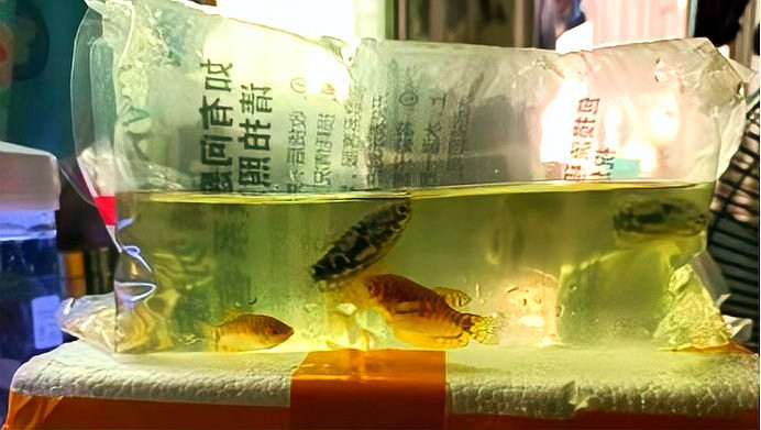 哪種龍魚(yú)對(duì)寄生蟲(chóng)抵抗力最強(qiáng)？，銀龍魚(yú)看著“霸氣”其實(shí)難養(yǎng)這3個(gè)“門檻”,新手要先跨過(guò)去萌寵百科小團(tuán)團(tuán)