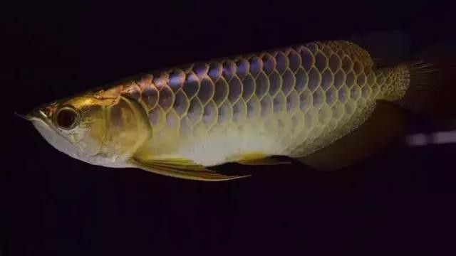 25cm龍魚一天喂幾次？，25cm龍魚一天喂幾次