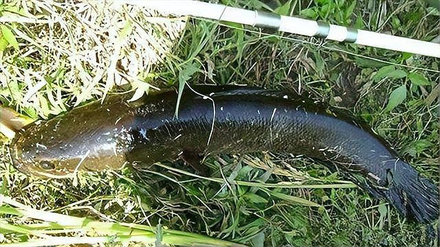 國(guó)內(nèi)最兇猛的淡水魚(yú)，中國(guó)水域中的兇猛魚(yú)類