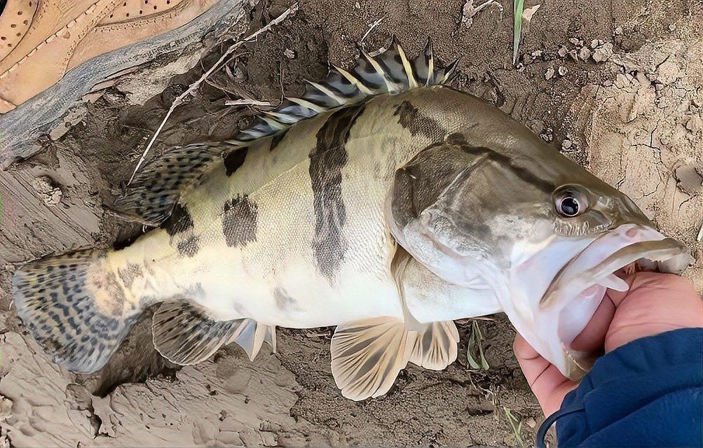 國(guó)內(nèi)最兇猛的淡水魚(yú)，中國(guó)水域中的兇猛魚(yú)類