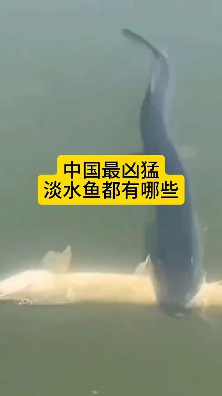國(guó)內(nèi)最兇猛的淡水魚(yú)，中國(guó)水域中的兇猛魚(yú)類