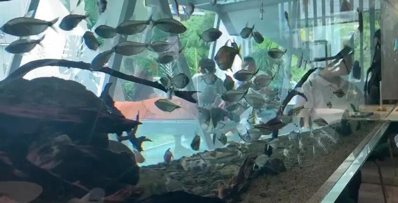 扶風水族店，扶風縣鑫天水族館\