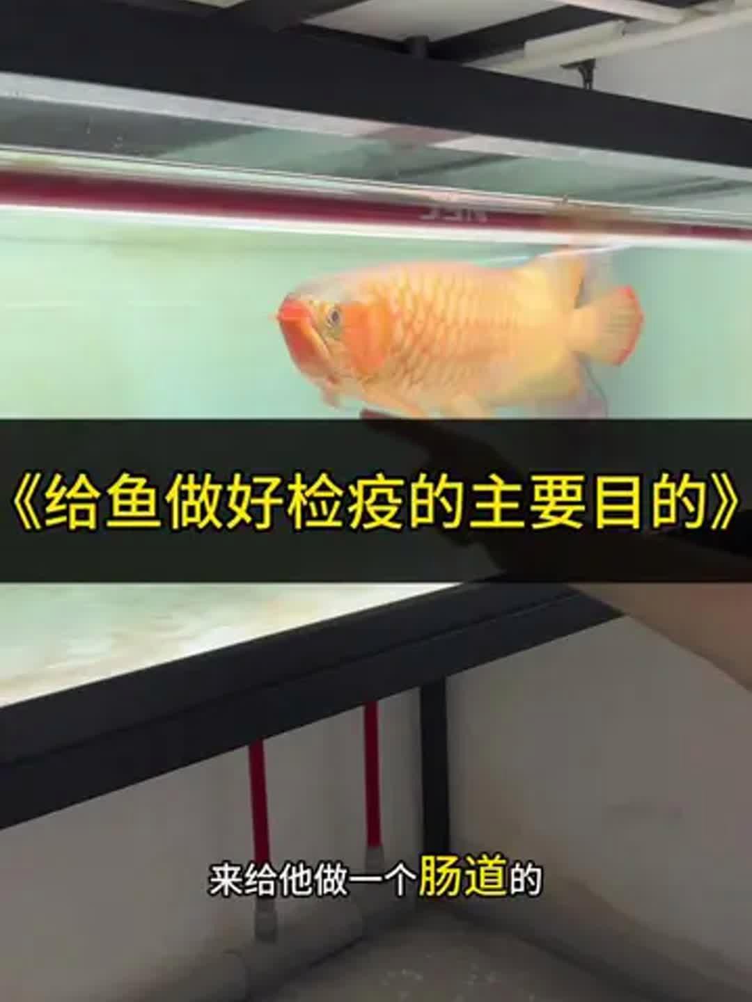如何為龍魚(yú)進(jìn)行定期檢疫？，廣州龍魚(yú)祥龍魚(yú)場(chǎng)