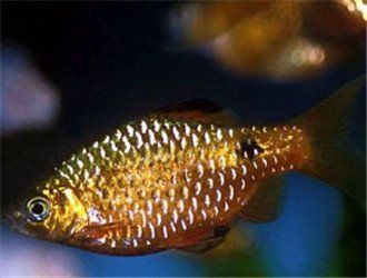 玫瑰鯽能和什么魚混養(yǎng)，漂亮的小魚該如何混養(yǎng)搭配秘籍在此對老手也有用