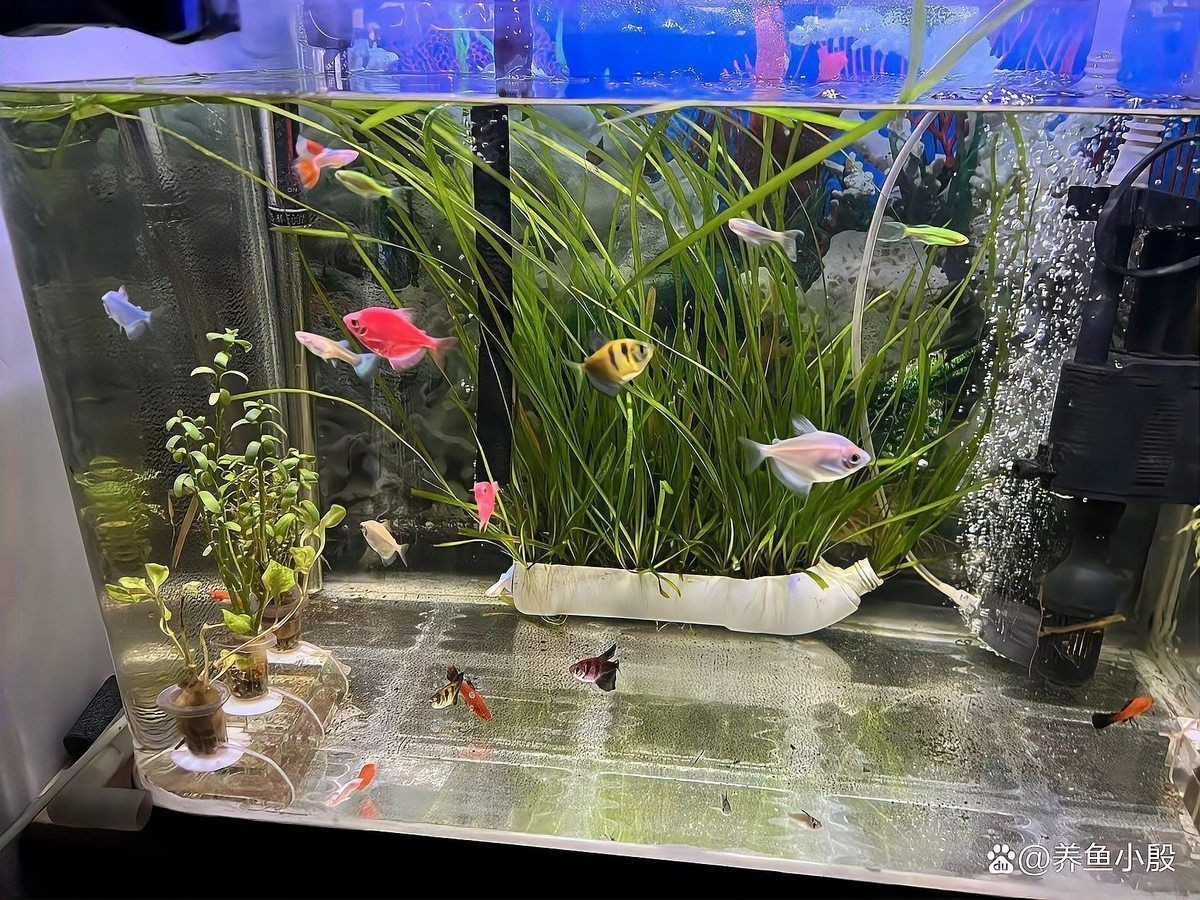 玫瑰鯽能和什么魚混養(yǎng)，漂亮的小魚該如何混養(yǎng)搭配秘籍在此對老手也有用