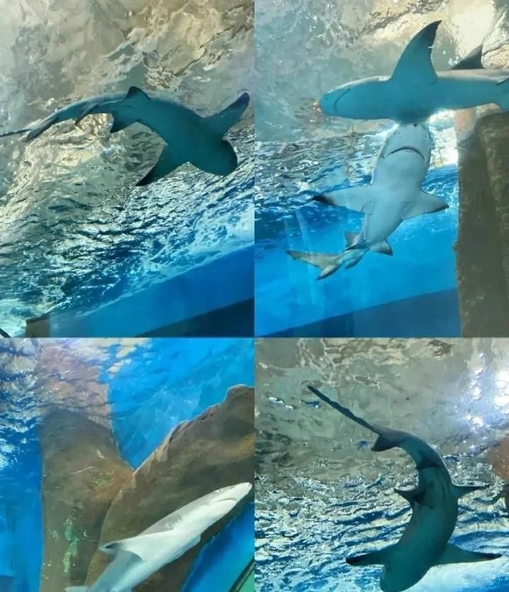 宜昌水族館，宜昌水族世界集活體驗(yàn)【長江水族世界集活體驗(yàn)