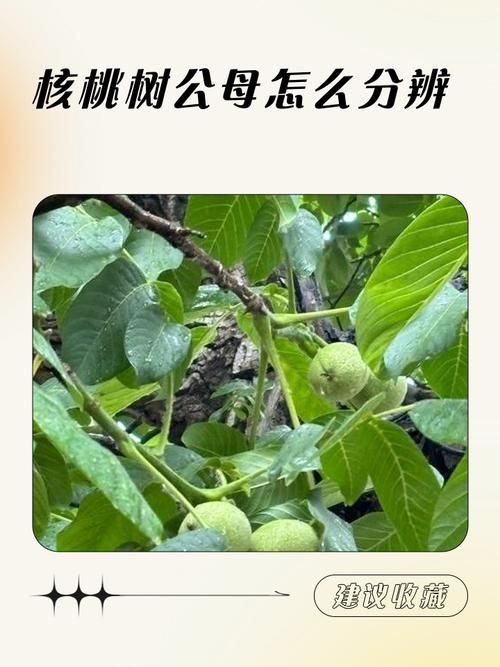 核桃分公母的圖片，《核桃分公母的圖片》核桃分公母的性別特征及鑒別方法