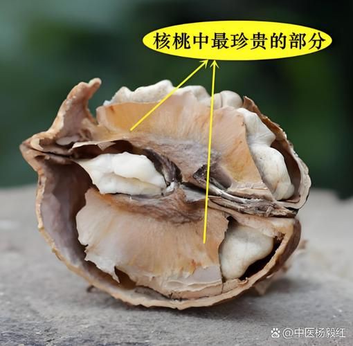 核桃分公母的圖片，《核桃分公母的圖片》核桃分公母的性別特征及鑒別方法