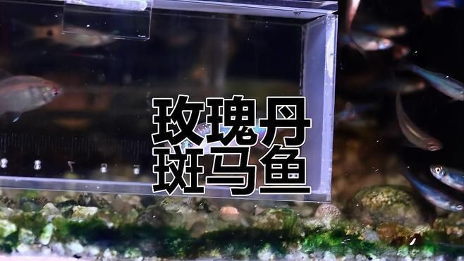玫瑰丹魚簡介，云南西雙版納熱帶雨林中的玫瑰丹魚好養嗎玫瑰丹魚好養嗎