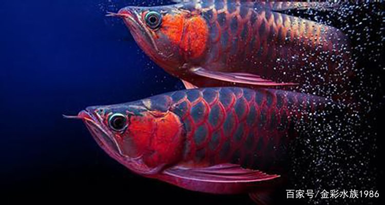 如何判斷紅龍魚是否被染色？，微信公眾平臺(tái)捷說龍魚教你輕松辨別真假紅龍魚