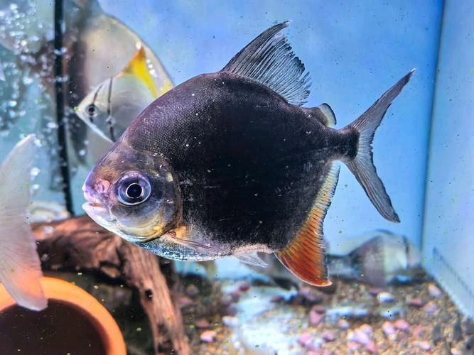 玫瑰銀版魚長什么樣圖片，天竺鯛科玫瑰銀版魚的形態特征