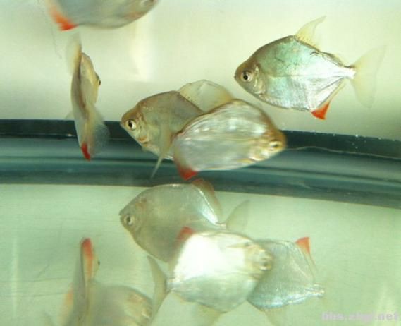 玫瑰銀版魚長什么樣圖片，天竺鯛科玫瑰銀版魚的形態特征
