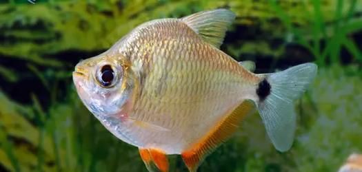 玫瑰銀版魚長什么樣圖片，天竺鯛科玫瑰銀版魚的形態特征