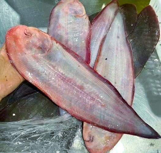 玫瑰銀版魚長什么樣圖片，天竺鯛科玫瑰銀版魚的形態特征