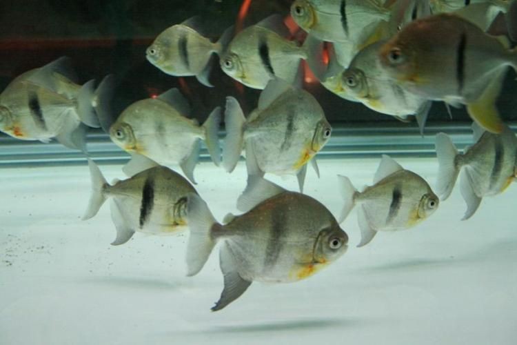 玫瑰銀版魚長什么樣圖片，天竺鯛科玫瑰銀版魚的形態特征