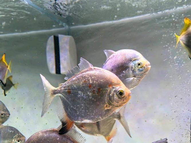 玫瑰銀版魚長什么樣圖片，天竺鯛科玫瑰銀版魚的形態特征