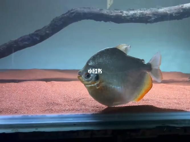 玫瑰銀版魚長什么樣圖片，天竺鯛科玫瑰銀版魚的形態特征