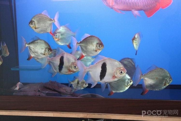 玫瑰銀版魚長什么樣圖片，天竺鯛科玫瑰銀版魚的形態特征