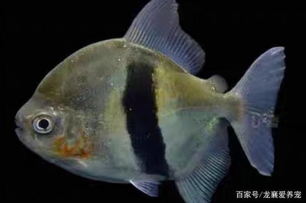 玫瑰銀版魚長什么樣圖片，天竺鯛科玫瑰銀版魚的形態特征