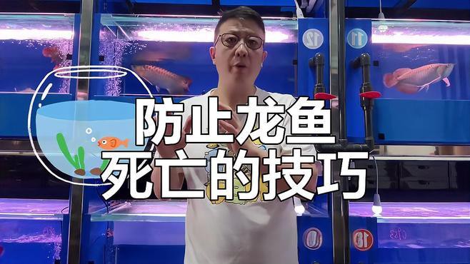 如何判斷龍魚是否需要換水，《如何判斷龍魚是否需要換水》