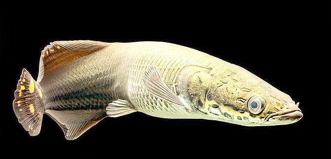 巨骨舌魚(yú)有毒嗎能吃嗎，巨骨舌魚(yú)(arapaimagigas)