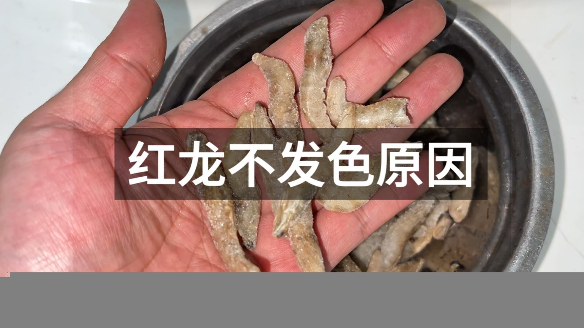 哪些因素會影響過背金龍魚的顏色？，藍底過背金龍魚什么時候發色迷離過背與紅尾的區別