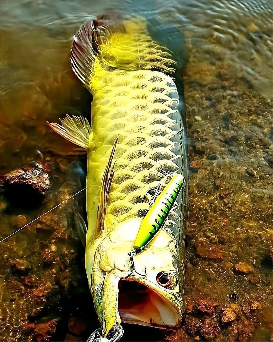 哪些因素會影響過背金龍魚的顏色？，藍底過背金龍魚什么時候發色迷離過背與紅尾的區別