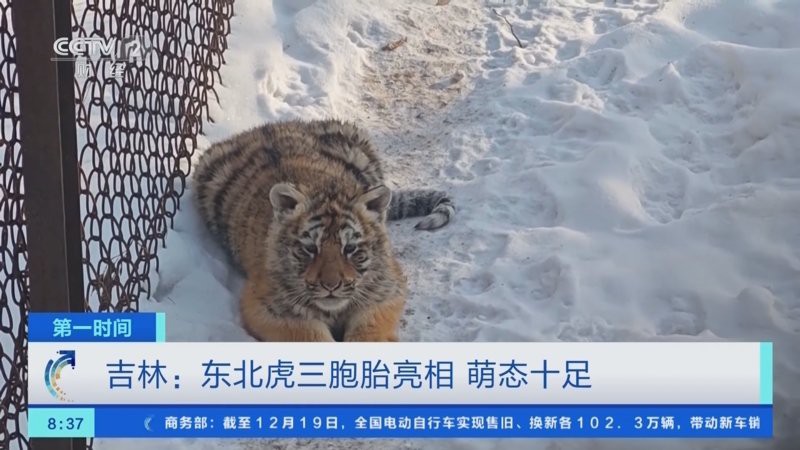 東北虎三胞胎幼崽亮相，東北虎三胞胎幼崽正式亮相東北虎三胞胎幼崽正式亮相