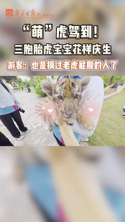東北虎三胞胎幼崽亮相，東北虎三胞胎幼崽正式亮相東北虎三胞胎幼崽正式亮相