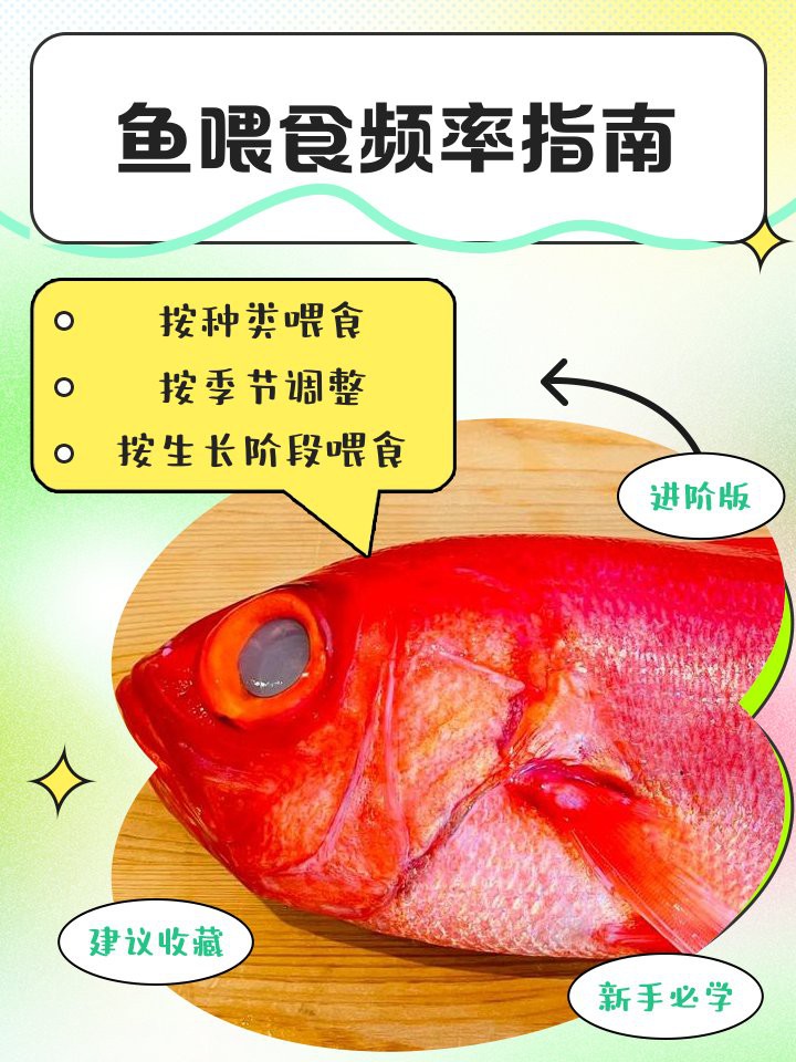 50cm金龍魚多久喂一次？，“50cm金龍魚多久喂一次”綜合多方飼養經驗可知
