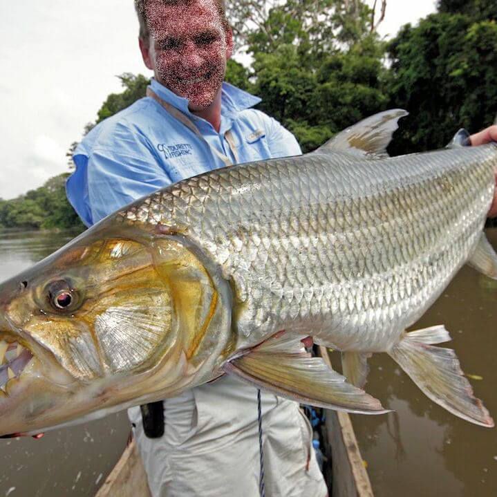 猛魚，《猛魚》影評