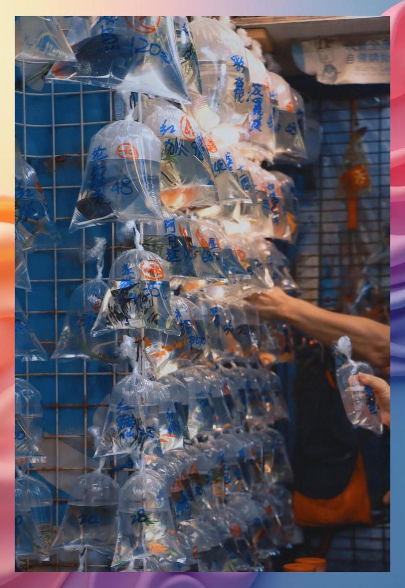 香港水族批發市場,香港仔魚類批發市場 全國水族館企業名錄 第3張 香港水族批發市場,香港仔魚類批發市場 香港水族批發市場,香港仔魚類批發市場 全國水族館企業名錄 第3張