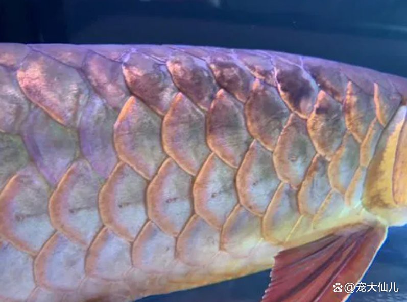如何治療龍魚的黑身松鱗病？，龍魚黑身松鱗病的治療方法摘要 如何治療龍魚的黑身松鱗病？，龍魚黑身松鱗病的治療方法摘要 龍魚百科 第1張