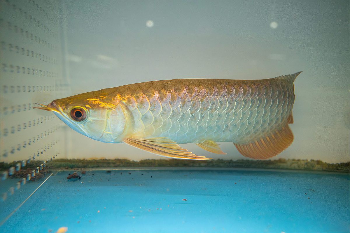 70厘米水位飼養(yǎng)龍魚需要哪些裝飾物？，70厘米水位飼養(yǎng)龍魚所需的裝飾品