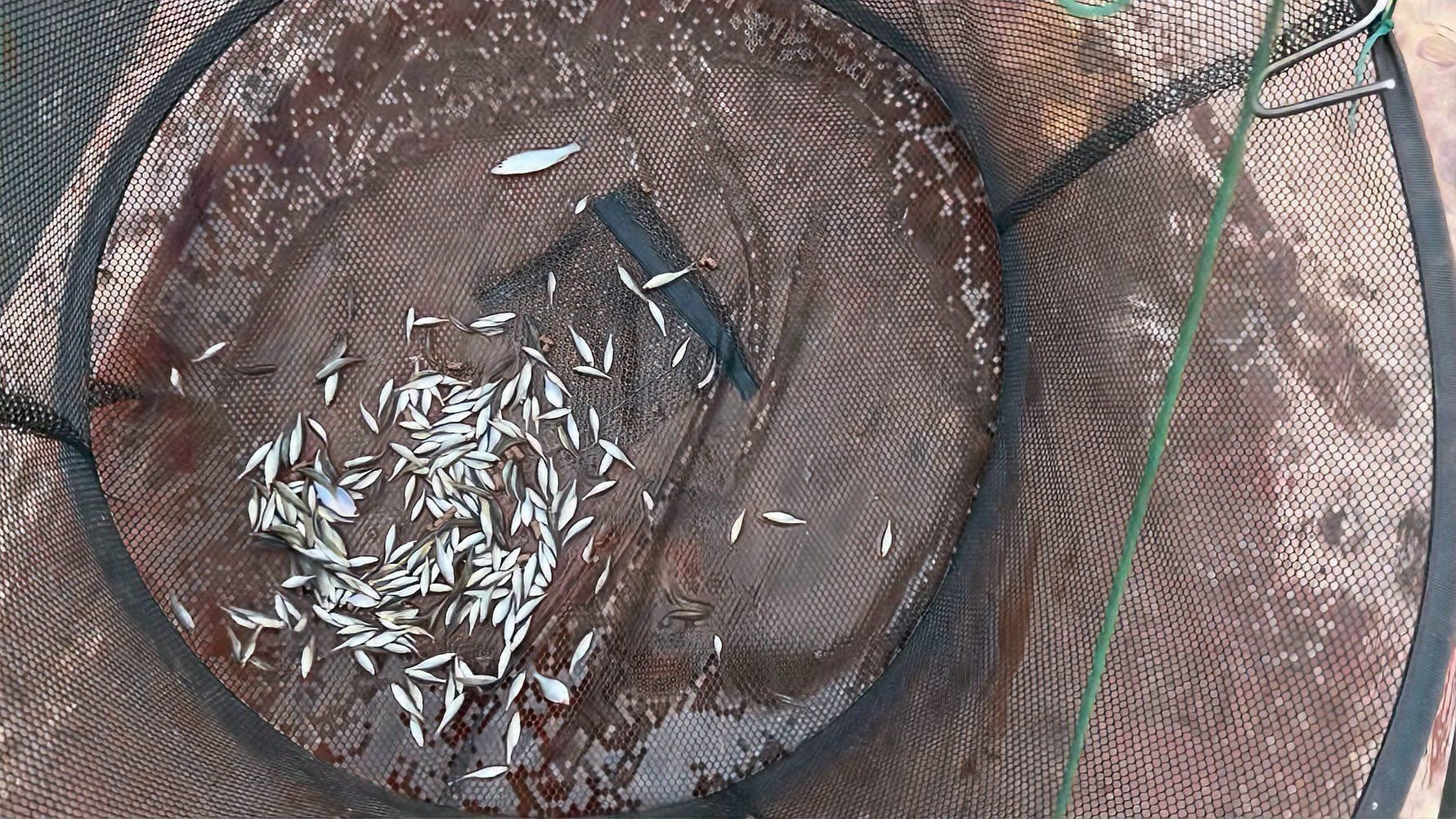 合作養黑魚可靠嗎，《合作養黑魚可靠嗎》