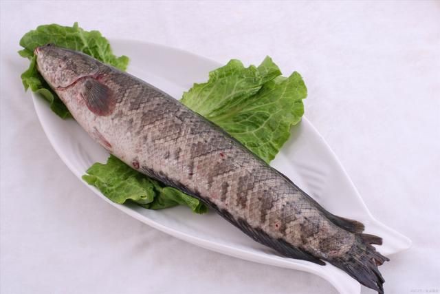 合作養黑魚可靠嗎，《合作養黑魚可靠嗎》
