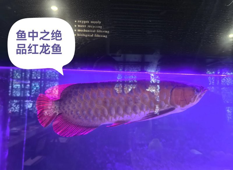 古典龍魚的價格范圍是多少？，古典龍魚價格大揭秘:從幾千到幾萬你知道嗎