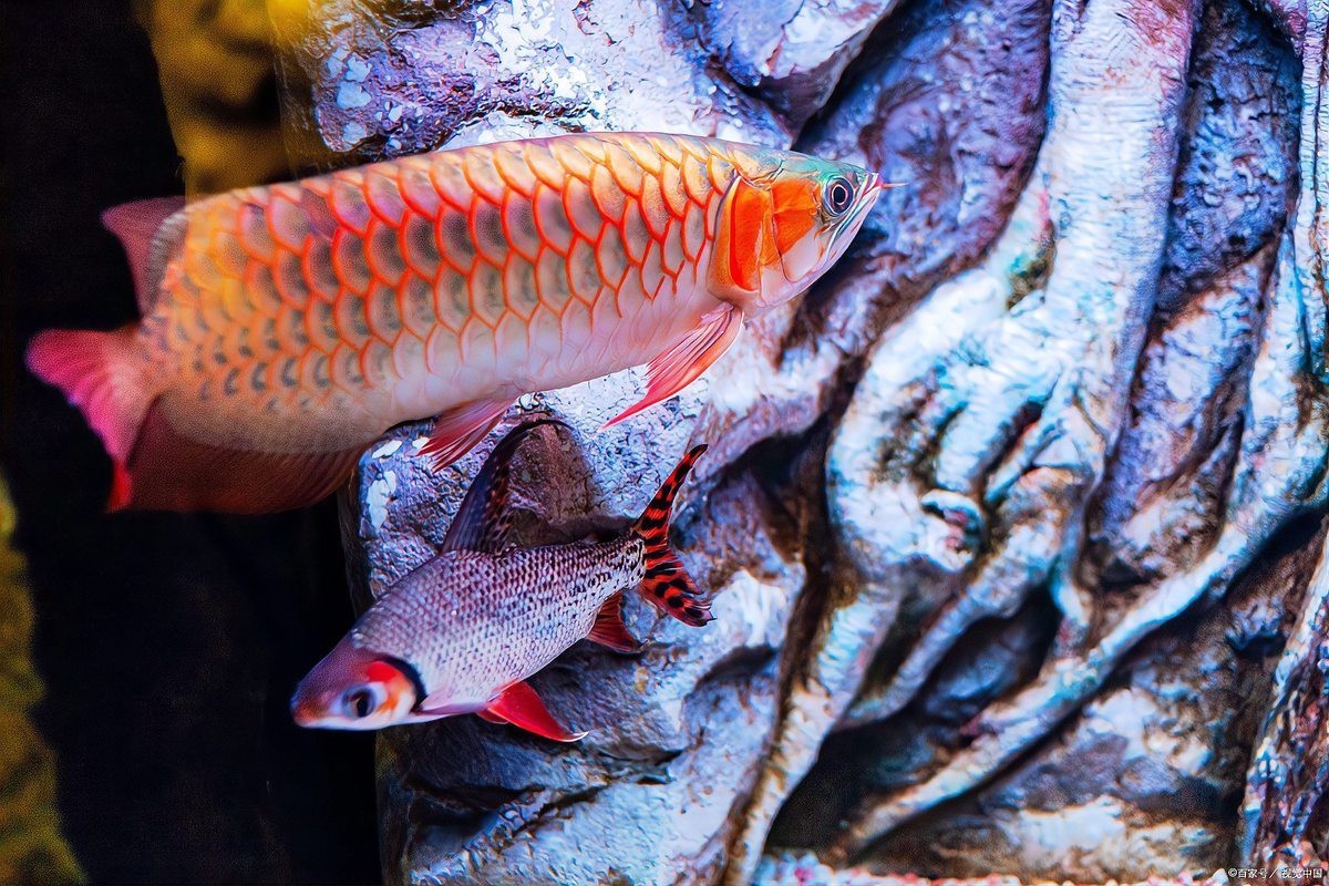 號半龍魚發色有可能嗎？，《號半龍魚發色有可能嗎》號半龍魚發色是否可行