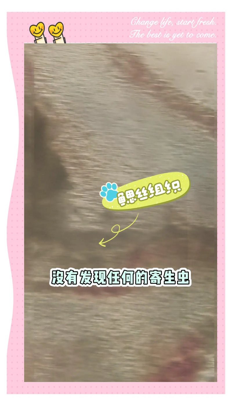 如何判斷龍魚交叉感染是否好轉？，如何判斷龍魚交叉感染是否好轉