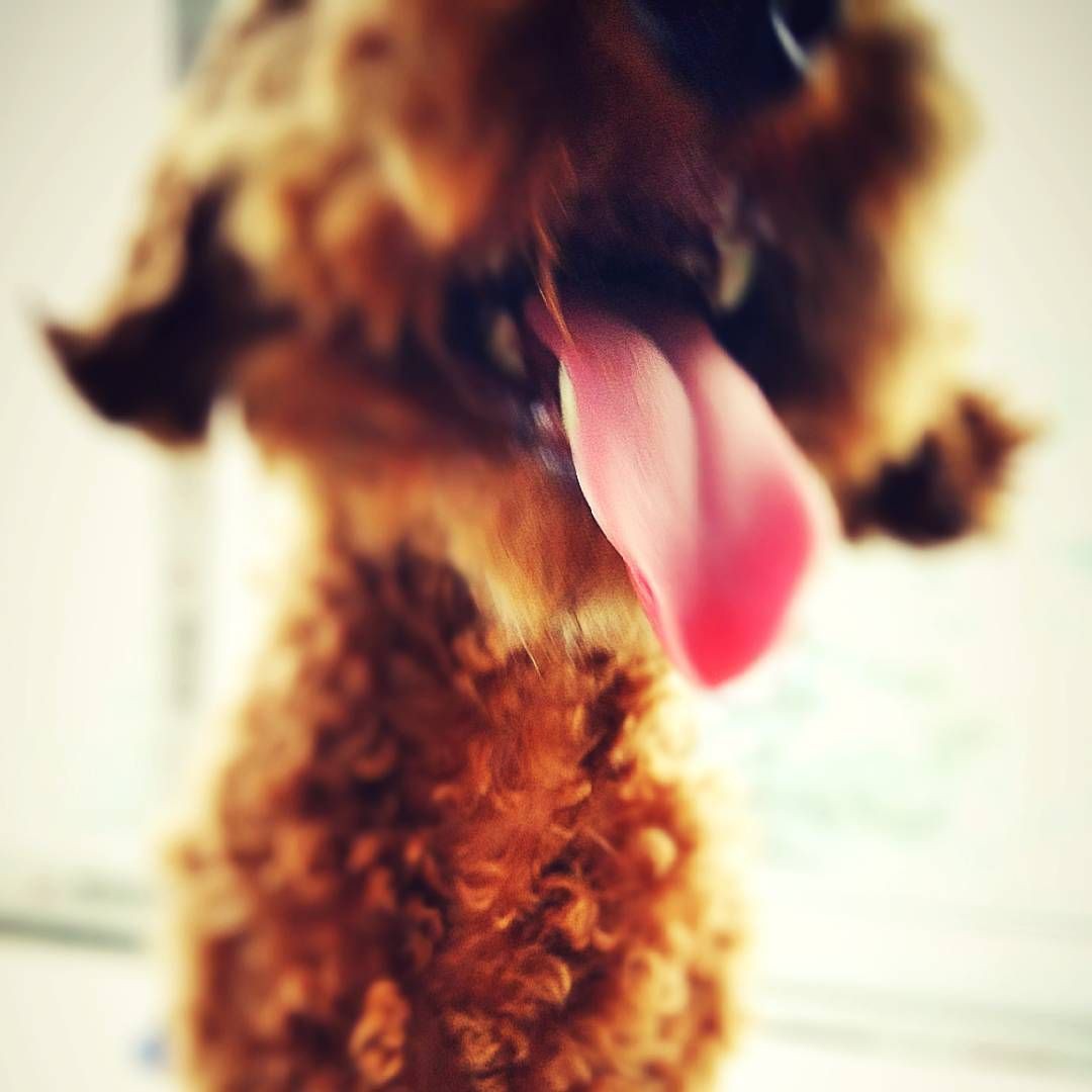 珠海魚缸維護(hù)，珠海魚缸專業(yè)維護(hù)全攻略