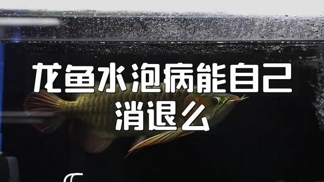 有哪些藥物可以有效治療龍魚水泡病？，魚氣泡病用什么藥最好養生藥庫