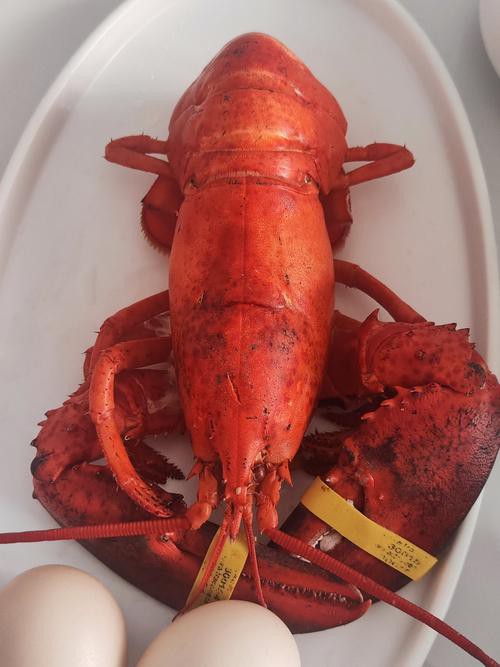 大龍蝦烹飪后的圖片展示，《大龍蝦烹飪后的圖片展示》