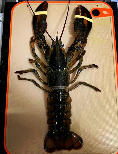 大龍蝦烹飪后的圖片展示，《大龍蝦烹飪后的圖片展示》