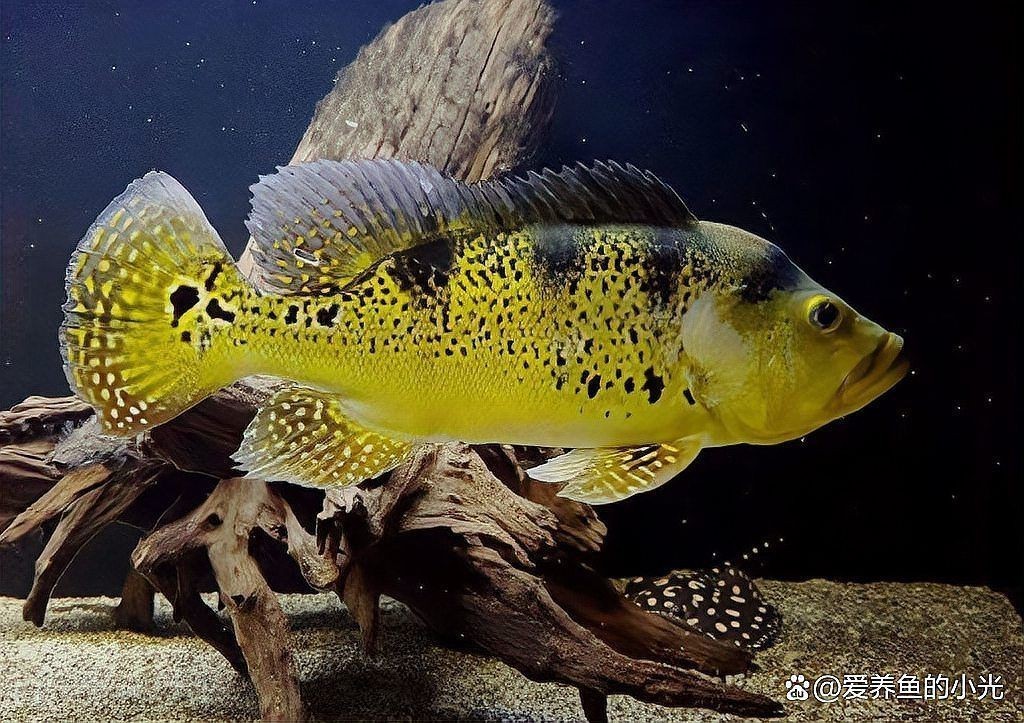 猛魚三間魚哪個(gè)品種最漂亮，三間魚哪個(gè)品種最漂亮