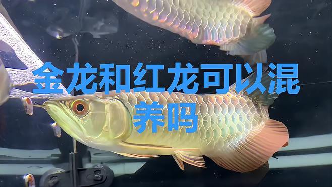 如何選擇適合與紅龍混養(yǎng)的配魚？，紅龍魚和紅龍魚可以混養(yǎng)嗎墨川紅龍魚混養(yǎng)推薦