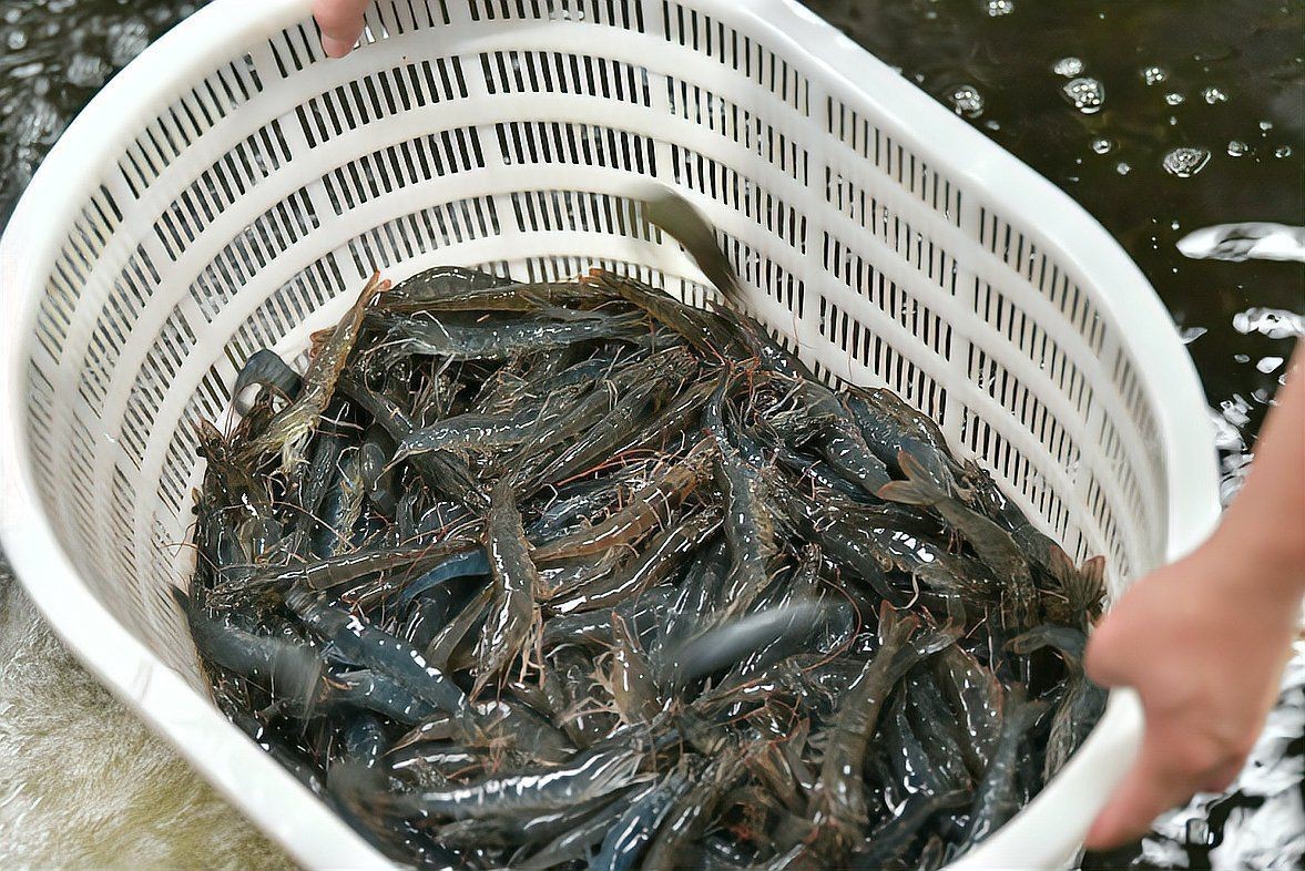 遵義水族批發市場,遵義最大的水產市場 全國水族館企業名錄 第4張 遵義水族批發市場,遵義最大的水產市場 遵義水族批發市場,遵義最大的水產市場 全國水族館企業名錄 第4張