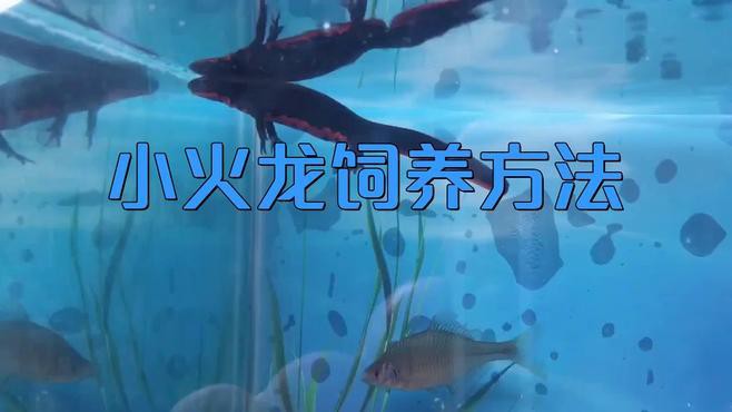 如何保持小火龍魚飼養水的清潔？，《如何保持小火龍魚飼養水的清潔？》