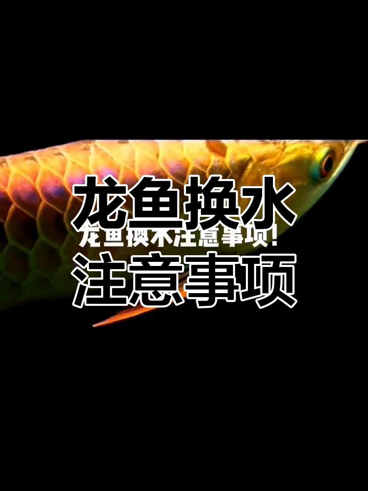 如何保持小火龍魚飼養水的清潔？，《如何保持小火龍魚飼養水的清潔？》